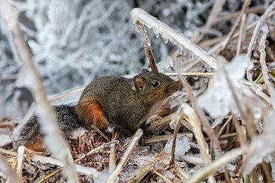 Switch里养一只猫咪《电子猫咪宠物》4月发售